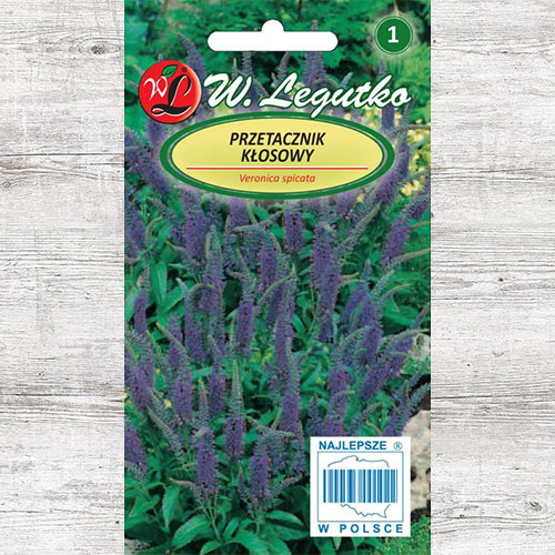 Veronica albastră Legutko articol fotografie 1 Veronica albastră Legutko imagine 1 articol 87112
