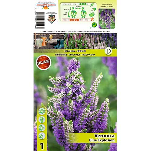 Veronica Blue Explosion imagine 1 articol 70453