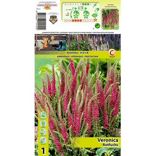 Veronica Rotfuchs imagine 1 articol 70455