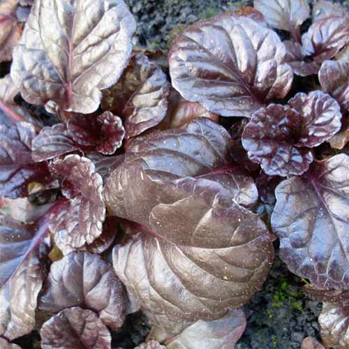 Vinețică Braunhertz imagine 1 articol 01341