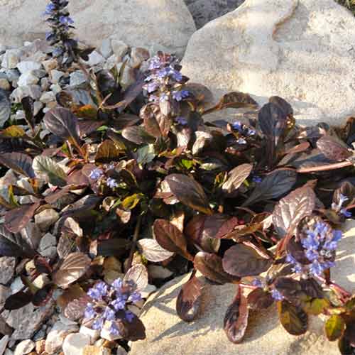 Vinețică Edi imagine 1 articol 01344