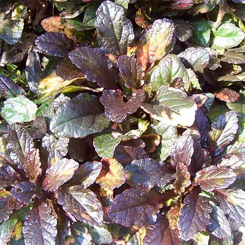 Vinețică Multicolor imagine 1 articol 01342