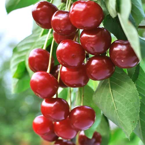 Vișin (columnar) Achat imagine 1 articol 2024