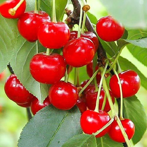 Vișin Pandy articol fotografie 1 Vișin Pandy imagine 1 articol 6922