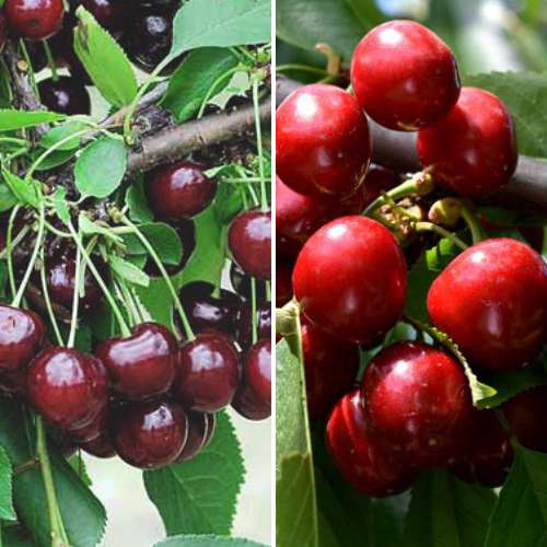 Ofertă specială! Vișin și Cireș Duo, set de 2 soiuri imagine 1 articol 4874