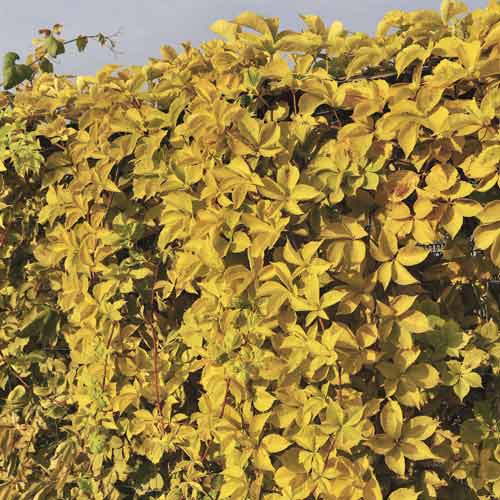 Parthenocissus quinquefolia Yellow Wall, С2 imagine 1 articol 8233