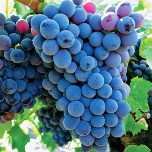 Viță de vie Adel Mine imagine 1 articol 6950