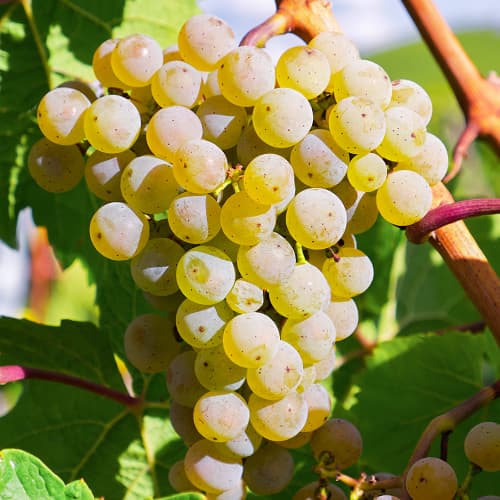 Viță de vie Bianca, Р9 imagine 1 articol 7334
