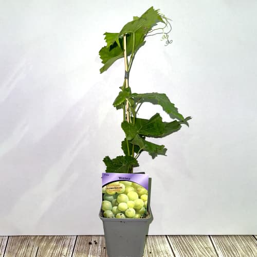 Viță de vie Bianca, Р9 imagine 2 articol 7334