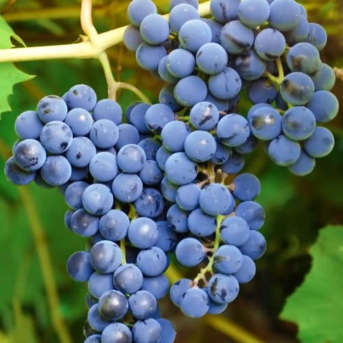 Viță de vie Cascade, Р9 imagine 1 articol 7374