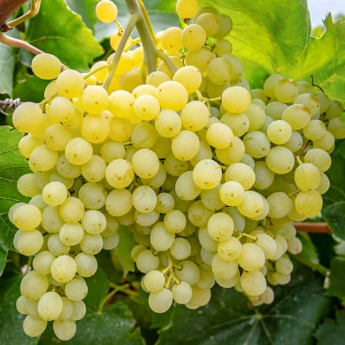 Viță de vie Iza Zaliwska imagine 1 articol 5563