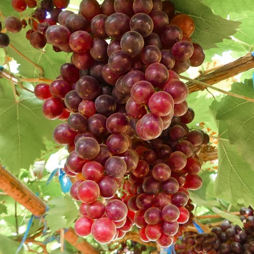 Viță de vie Kalina Red, Р9 imagine 1 articol 4897