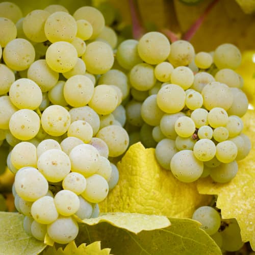 Viță de vie Lilla, Р9 imagine 1 articol 5569