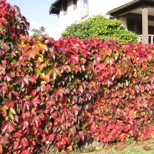 Viță de vie Maiden imagine 1 articol 2524