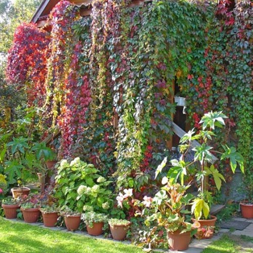 Viță de vie Maiden imagine 2 articol 2524