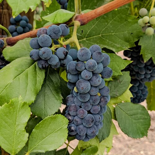 Viță de vie Marechal Foch imagine 1 articol 6949