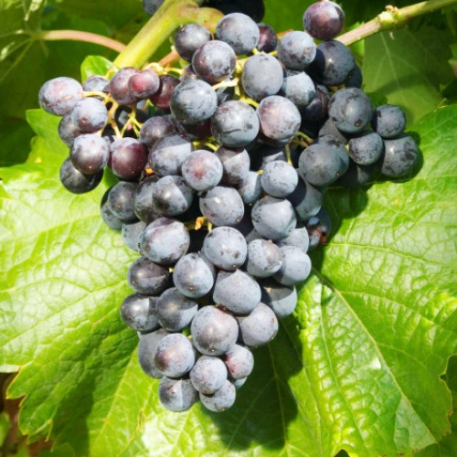 Viță de vie Muscat Bleu imagine 1 articol 7341