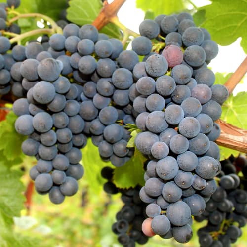 Viță de vie Nero articol fotografie 1 Viță de vie Nero imagine 1 articol 5640