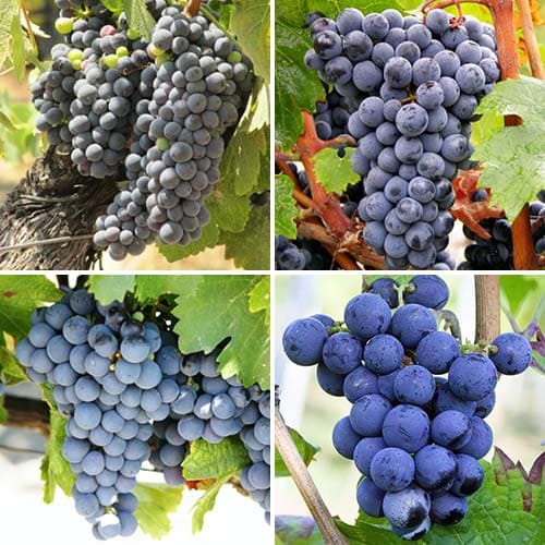 Ofertă specială! Viță de vie pentru vin, set de 4 soiuri articol fotografie 1 Ofertă specială! Viță de vie pentru vin, set de 4 soiuri imagine 1 articol 4907