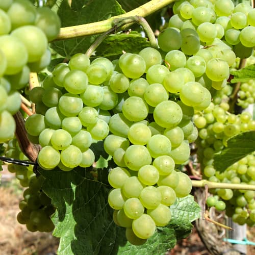 Viță de vie Perła Zalii imagine 1 articol 5564