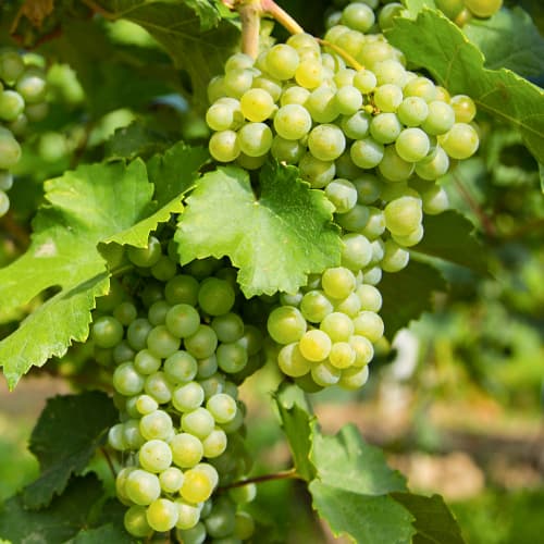 Viță de vie Prim imagine 1 articol 5565