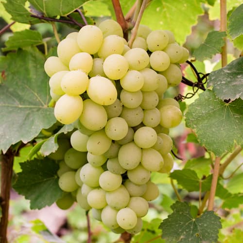 Viță de vie Refren imagine 1 articol 4896