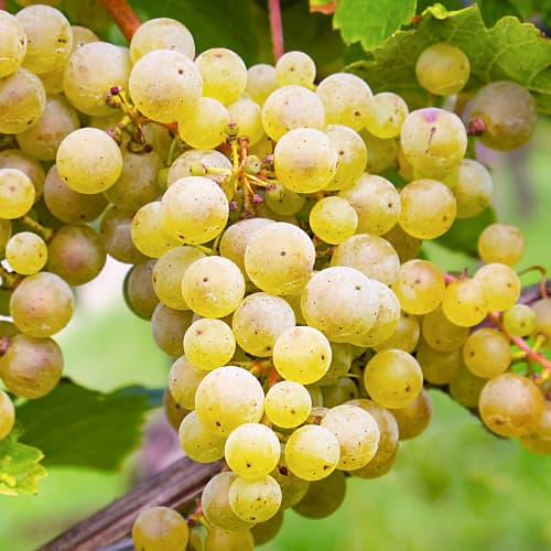 Viță de vie Seyval Blanc, P9 imagine 1 articol 7343