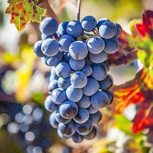 Viță de vie Schuyler articol fotografie 1 Viță de vie Schuyler imagine 1 articol 4903