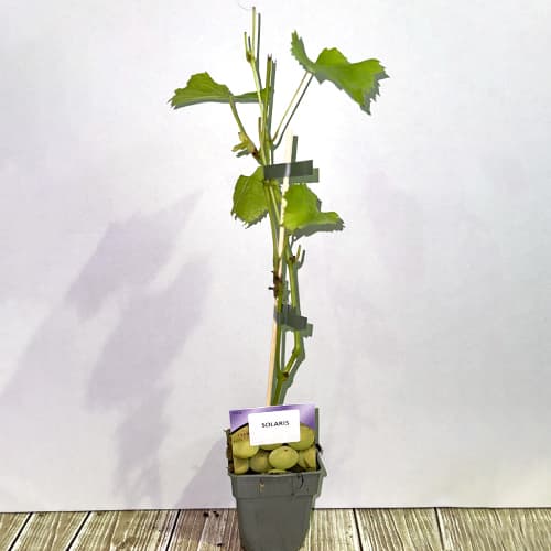 Viță de vie Solaris, P9 imagine 2 articol 6951