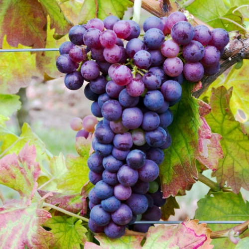 Viță de vie Swenson Red imagine 1 articol 7375