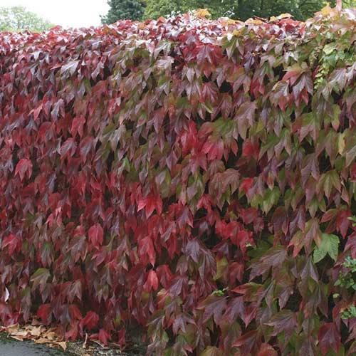 Parthenocissus tricuspidata Diamond Mountains, С2 imagine 1 articol 8234