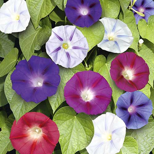 Volbură târâtoare Early Call articol fotografie 1 Volbură târâtoare Early Call imagine 1 articol 65452