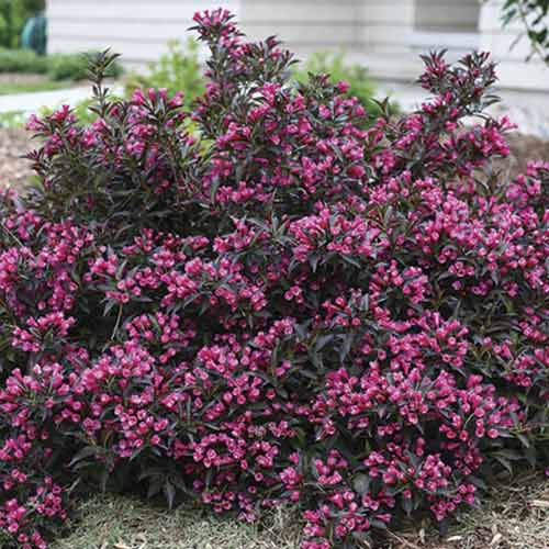 Weigela Alexandra PBR, C3 articol fotografie 1 Weigela Alexandra PBR, C3 imagine 1 articol 8587