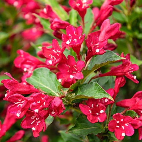 Weigela All Summer Red, С2 imagine 1 articol 8270