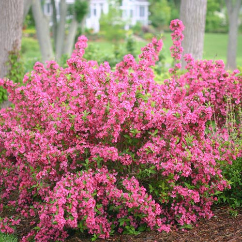 Weigela Bouquet Rose articol fotografie 1 Weigela Bouquet Rose imagine 1 articol 9195