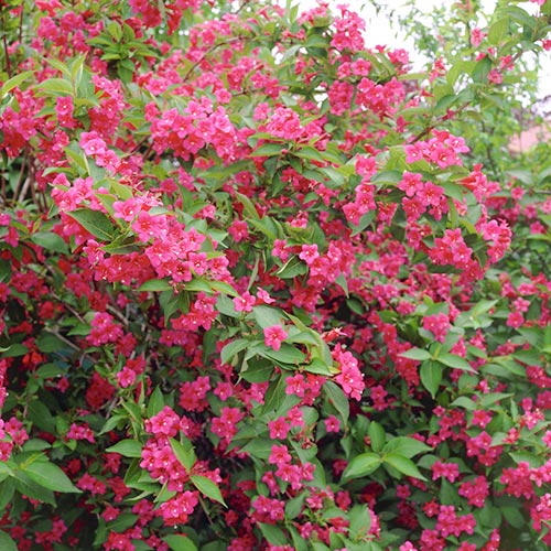 Weigela Bristol Ruby articol fotografie 1 Weigela Bristol Ruby imagine 1 articol 9564
