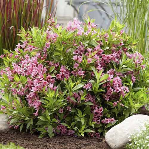 Weigela Cappucino ® PBR, C3 imagine 1 articol 8588