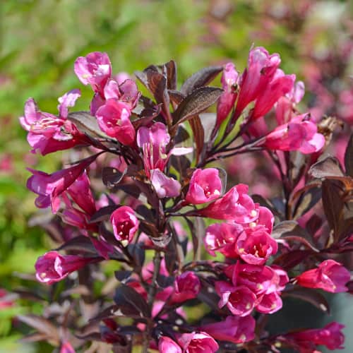 Weigela florida Wine and Roses Alexandra, С2 imagine 1 articol 8271