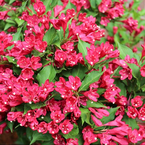 Weigela Newport Red articol fotografie 1 Weigela Newport Red imagine 1 articol 9194