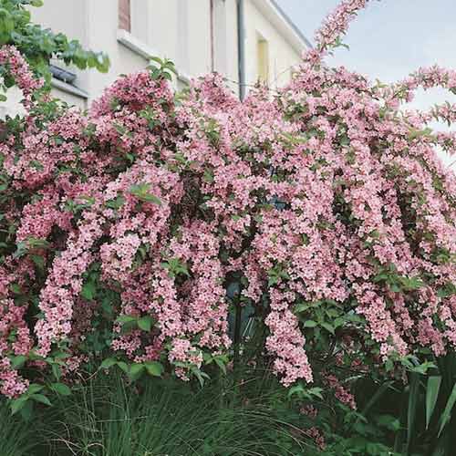 Weigela Pink Princess, C2 articol fotografie 1 Weigela Pink Princess, C2 imagine 1 articol 8589