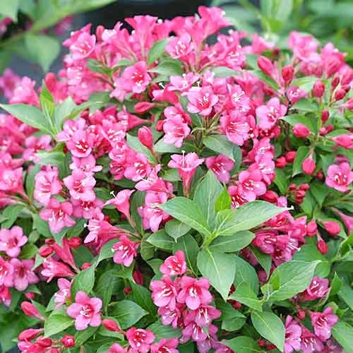Weigela Rubidol imagine 1 articol 4720