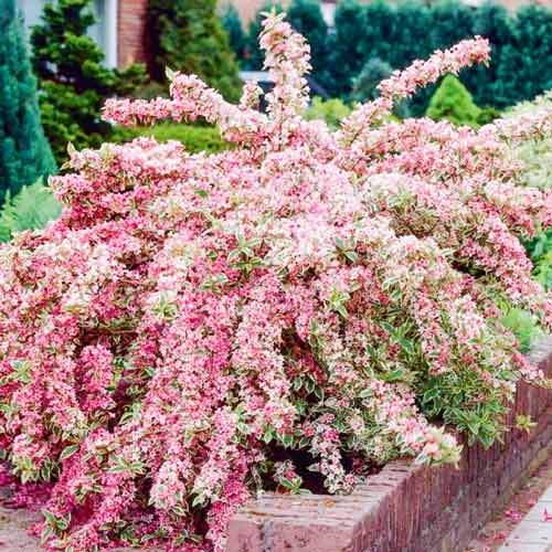 Weigela Sunny Princess imagine 1 articol 9016