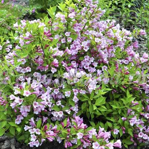 Weigela Tango imagine 1 articol 4721
