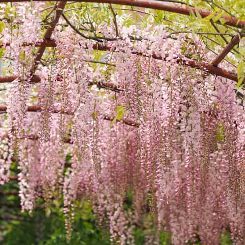 Wisteria floribunda Kuchi-beni, С2 imagine 1 articol 8274
