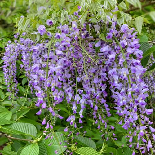 Wisteria floribunda Multijuga, С2 imagine 1 articol 8275