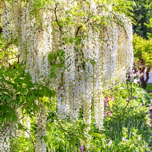 Wisteria floribunda Shiro-noda, С2 imagine 1 articol 8277