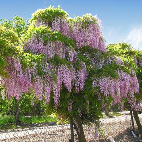 Wisteria sinensis Pink imagine 1 articol 6541