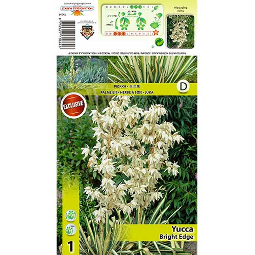 Yucca Bright Edge imagine 1 articol 70456