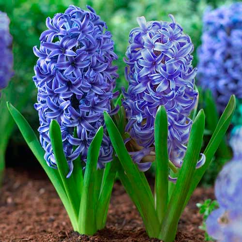 Zambile Blue Jacket imagine 1 articol 67357