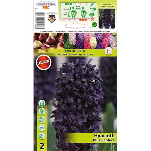 Zambile Blue Saphire articol fotografie 1 Zambile Blue Saphire imagine 1 articol 67358